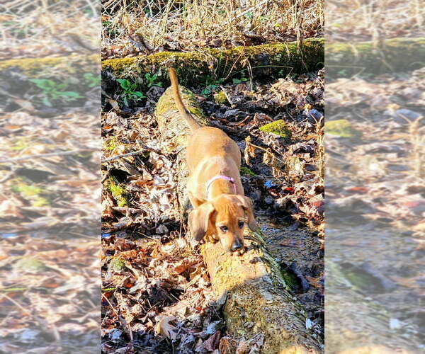 Medium Photo #2 Mutt Puppy For Sale in Candler, NC, USA