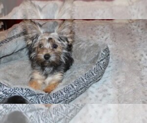 Havashire Puppy for sale in THAYER, KS, USA