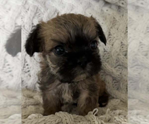Medium Photo #7 French Bulldog Puppy For Sale in DENTON, MD, USA