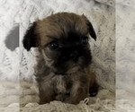 Small #6 French Bulldog
