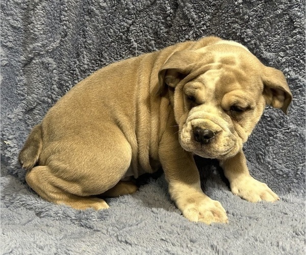 Medium Photo #3 Olde English Bulldogge Puppy For Sale in CHETEK, WI, USA