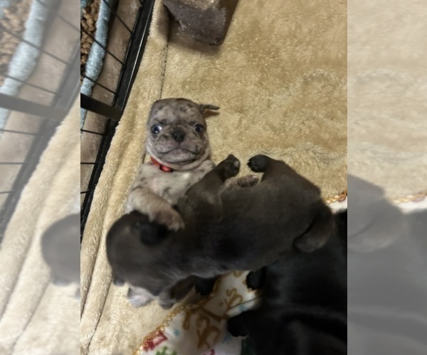 Medium Photo #2 Pug Puppy For Sale in BLOOMINGTON, IL, USA