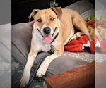 Small #2 Retriever  Mix