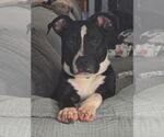 Small #7 American Pit Bull Terrier Mix