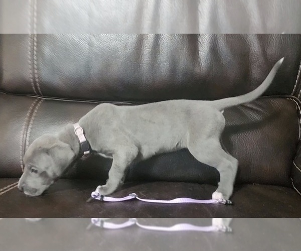 Medium Photo #17 Great Dane Puppy For Sale in OGDEN, UT, USA