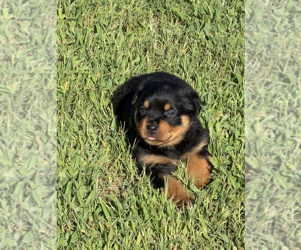 Medium Photo #4 Rottweiler Puppy For Sale in HICKORY, NC, USA