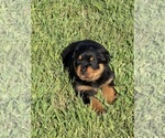 Small #3 Rottweiler
