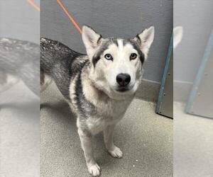 Siberian Husky-Unknown Mix Dogs for adoption in Las Vegas, NV, USA