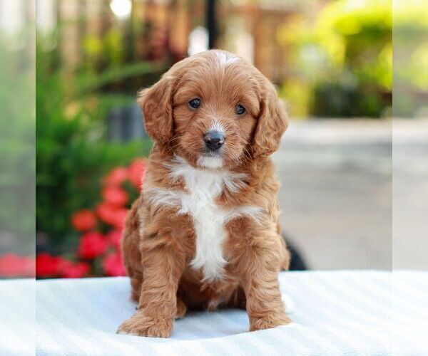 Medium Photo #1 Cavapoo (Miniature) Puppy For Sale in LITITZ, PA, USA