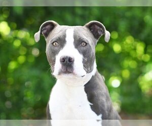Staffordshire Bull Terrier-Unknown Mix Dogs for adoption in Tavares, FL, USA