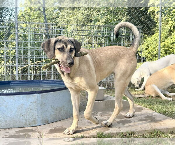 Medium Photo #22 Anatolian Shepherd-Rhodesian Ridgeback Mix Puppy For Sale in Higley, AZ, USA