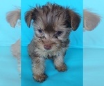 Small Photo #18 YorkiePoo Puppy For Sale in BLUE MOUND, TX, USA