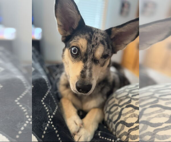 Medium Photo #2 Australian Shepherd-Unknown Mix Puppy For Sale in Omaha, NE, USA
