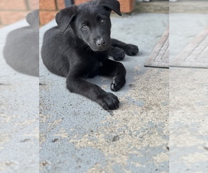 Shepradors Puppy for sale in HAGERSTOWN, IN, USA