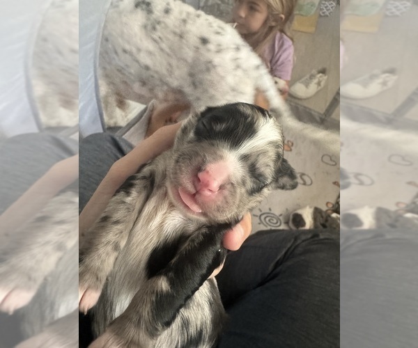 Medium Photo #62 Aussiedoodle-Bernedoodle Mix Puppy For Sale in BELTON, SC, USA