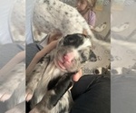 Small Photo #62 Aussiedoodle-Bernedoodle Mix Puppy For Sale in BELTON, SC, USA