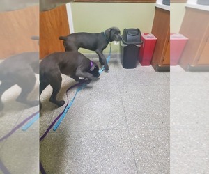 Cane Corso Puppy for Sale in GREENFIELD, Indiana USA