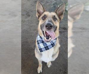 German Shepherd Dog Dogs for adoption in Bakersfield, CA, USA