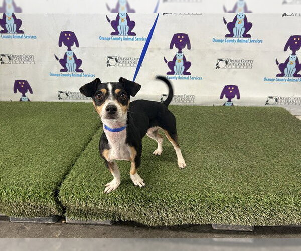 Medium Photo #1 Chihuahua Puppy For Sale in Orlando, FL, USA