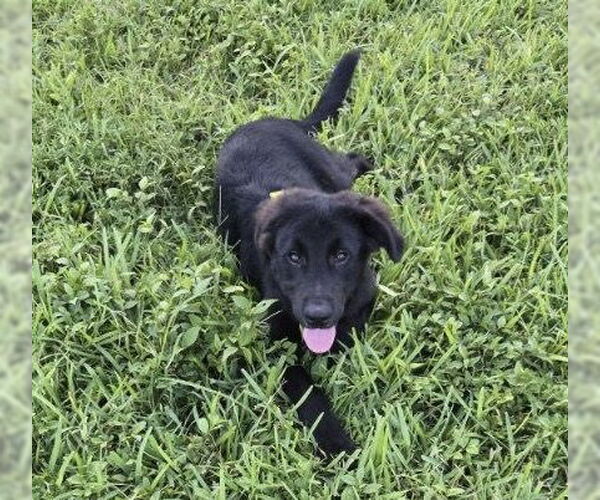 Medium Photo #1 German Shepherd Dog-Unknown Mix Puppy For Sale in Royal Palm Beach, FL, USA