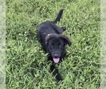 Small German Shepherd Dog Mix
