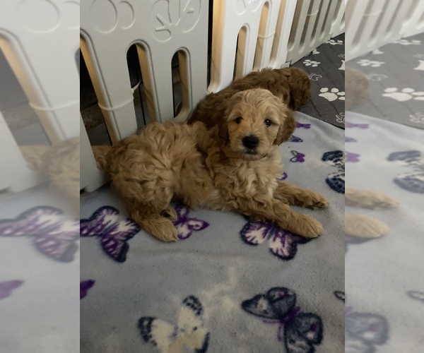 Medium Photo #7 Goldendoodle-Poodle (Miniature) Mix Puppy For Sale in METHUEN, MA, USA