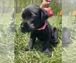 Small #3 Labrador Retriever