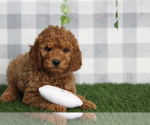 Goldendoodle (Miniature) Puppy for sale in MARIETTA, GA, USA