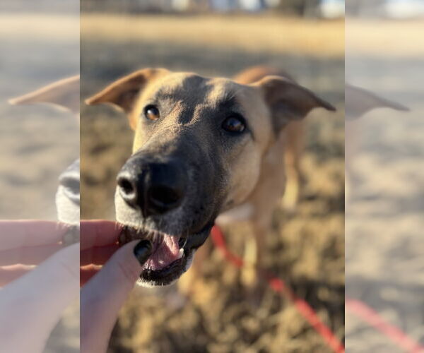 Medium Photo #4 Mutt Puppy For Sale in Las Vegas, NM, USA