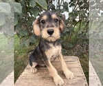 Image preview for Ad Listing. Nickname: Theodore