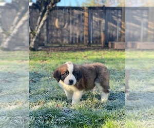 Saint Bernard Puppy for sale in GRAHAM, WA, USA