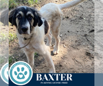 Small #2 Great Pyrenees Mix