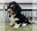 Small Photo #4 Havanese Puppy For Sale in LANSING, IA, USA