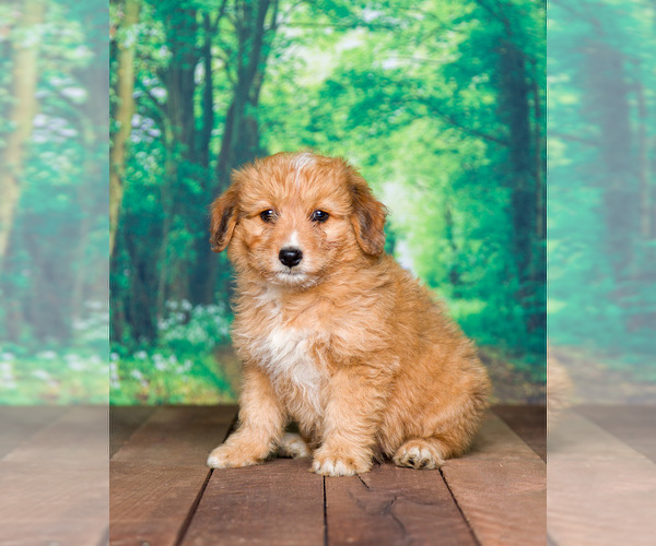 Medium Photo #1 Aussiedoodle Miniature  Puppy For Sale in SHIPSHEWANA, IN, USA