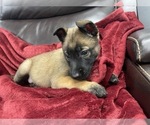 Small Photo #12 Belgian Malinois Puppy For Sale in REESEVILLE, WI, USA