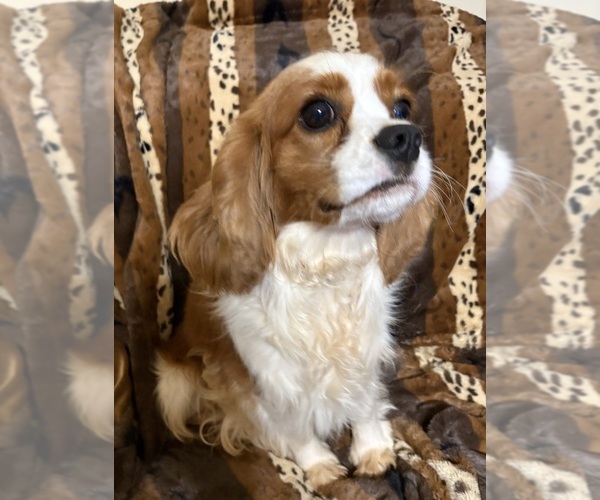Medium Photo #8 Cavalier King Charles Spaniel Puppy For Sale in ABILENE, TX, USA