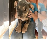 Small Photo #3 American Pit Bull Terrier Puppy For Sale in LODI, CA, USA