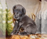 Small Photo #9 Great Dane Puppy For Sale in SPRAGGS, PA, USA