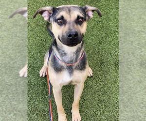 Labrador Retriever-Unknown Mix Dogs for adoption in Fayetteville, NC, USA