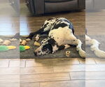 Small #1 Great Dane