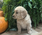 Small Photo #12 Golden Retriever Puppy For Sale in LEAF RIVER, IL, USA