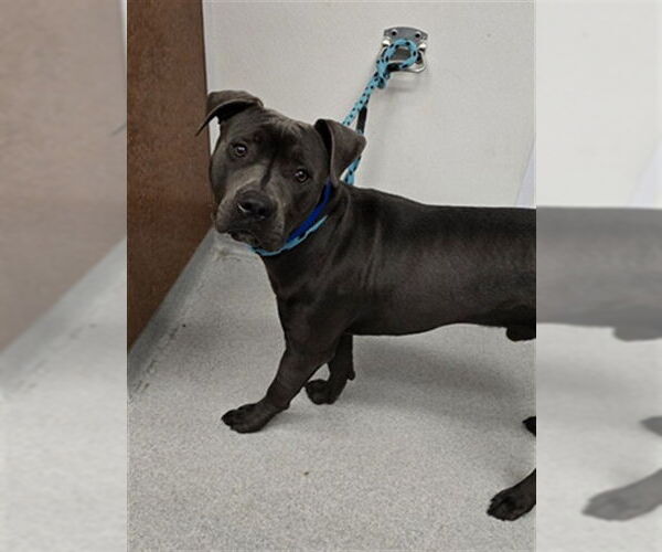 Medium Photo #1 Mutt Puppy For Sale in Rancho Cucamonga, CA, USA