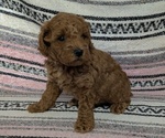 Small #2 Poodle (Toy)