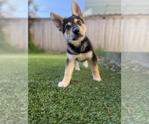Medium Photo #22 Mutt Puppy For Sale in Pacifica, CA, USA