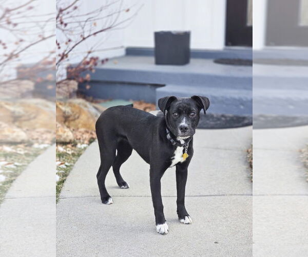 Medium Photo #6 Labrador Retriever Puppy For Sale in Sandy, UT, USA