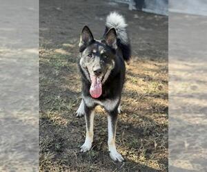 German Shepherd Dog Dogs for adoption in Riverside, CA, USA