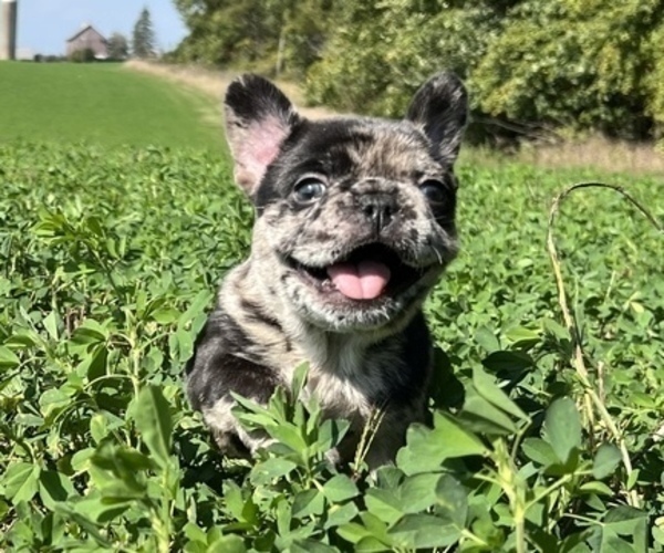 Medium Photo #1 French Bulldog Puppy For Sale in FORT WAYNE, IN, USA
