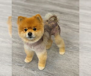 Pomeranian Dogs for adoption in Phoenix, AZ, USA