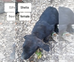 Mountain Cur Puppy for sale in HOPKINSVILLE, KY, USA