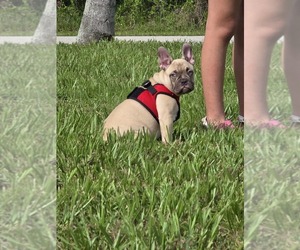French Bulldog Puppy for sale in NORTH PORT, FL, USA